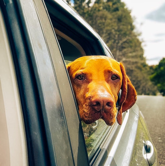 Best Dog Travel Bags for Stress Free Adventures (2025 update)