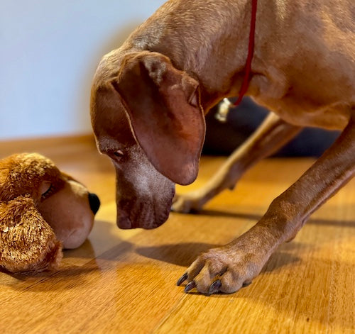 This Dog Toy With Heartbeat Calmed Our Pup in Minutes!