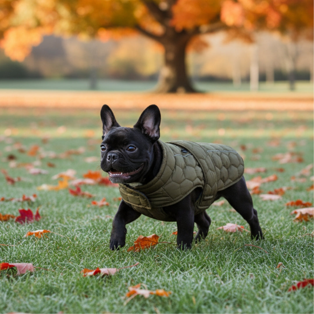 Turtleneck Water Resistant Dog Coat 