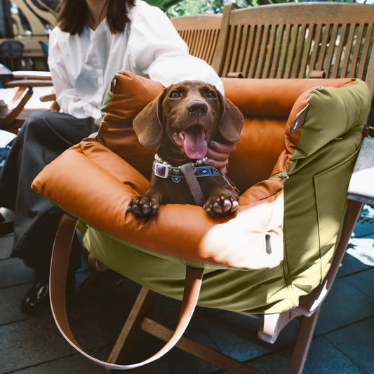 Premium Puppy and Small Dog Car Booster Seat 