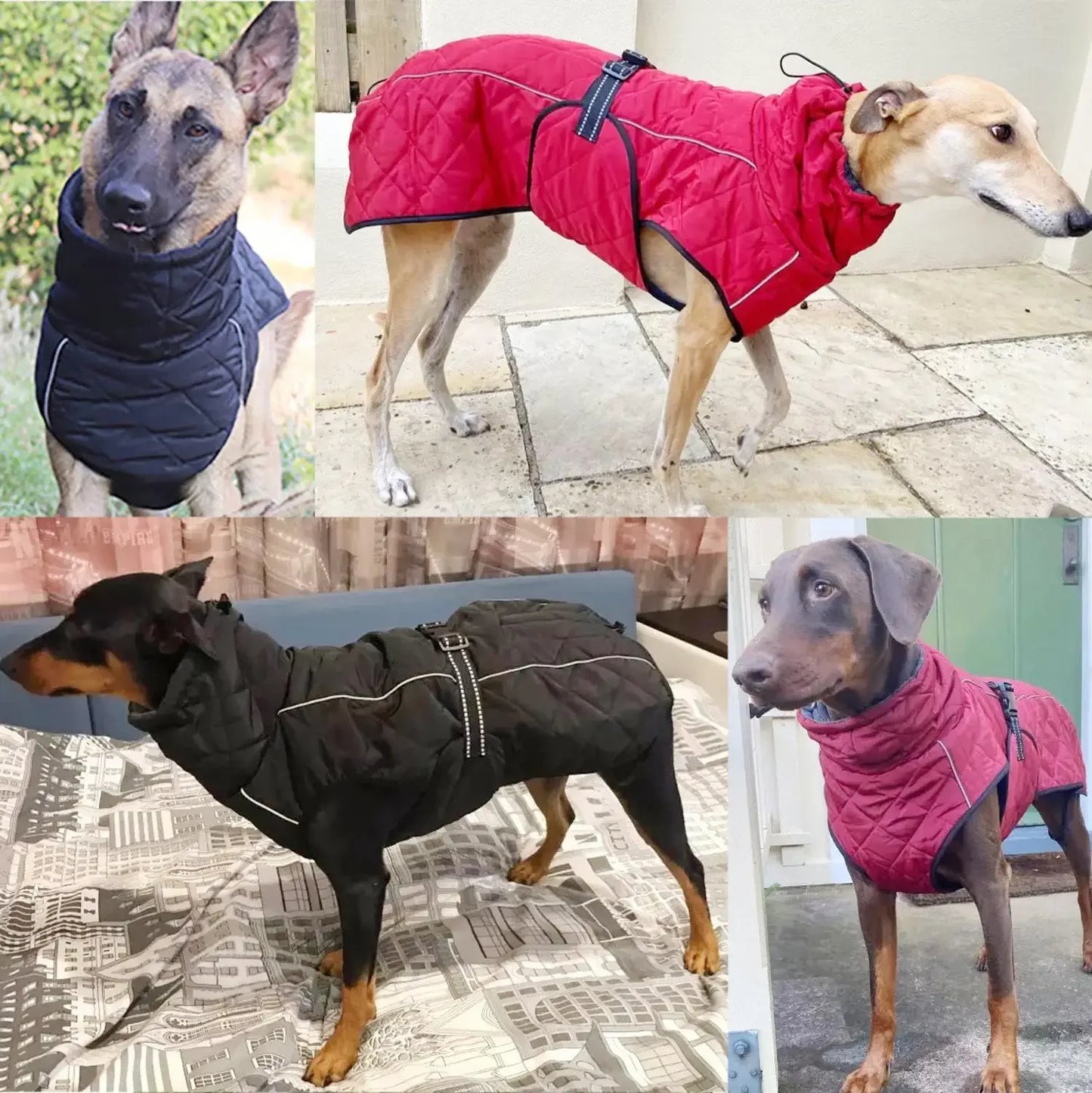 Adventure-Ready Waterproof Lined Dog Coat